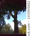 [Power Spot] The sacred tree of Kirishima Shrine, where the figure of a Shinto priest appears, and the clear blue sky. 143909882