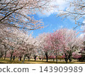 阿蘇櫻花，南阿蘇櫻花公園（熊本縣） 143909989