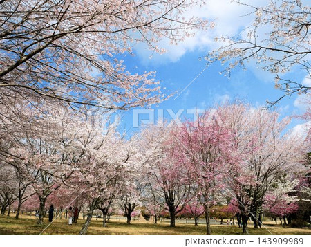阿蘇櫻花,南阿蘇櫻花公園(熊本縣) 阿蘇櫻花,南阿蘇櫻花公園(熊本縣) 143909989