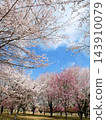 南阿蘇櫻花公園（熊本縣）－著名的賞櫻勝地 143910079