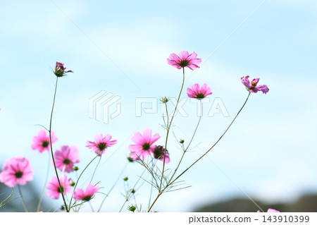 秋日公園裡盛開的嬌嫩波斯菊 秋日公園裡盛開的嬌嫩波斯菊 143910399