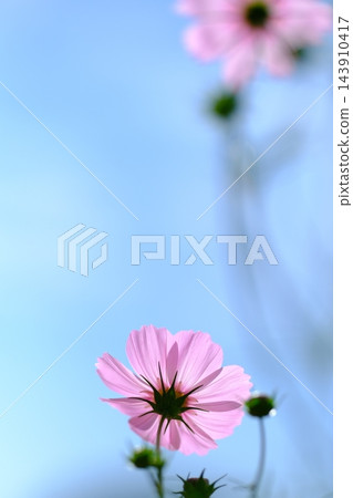 秋日公園裡盛開的嬌嫩波斯菊 秋日公園裡盛開的嬌嫩波斯菊 143910417