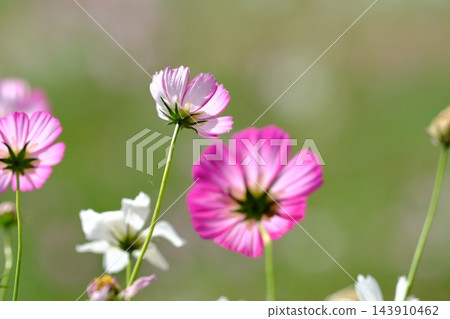 秋日公園裡盛開的嬌嫩波斯菊 秋日公園裡盛開的嬌嫩波斯菊 143910462