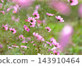 秋日公園裡盛開的嬌嫩波斯菊 143910464