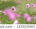 秋日公園裡盛開的嬌嫩波斯菊 143910465