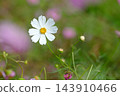 秋日公園裡盛開的嬌嫩波斯菊 143910466