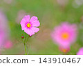 秋日公園裡盛開的嬌嫩波斯菊 143910467