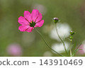 秋日公園裡盛開的嬌嫩波斯菊 143910469