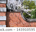 熊本大學Akamon和Sakura 143910595