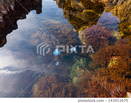 Clear coastal tide pool reflects rock formations and clouds above submerged seaweed during daytime Clear coastal tide pool reflects rock formations and clouds above submerged seaweed during daytime 143911670