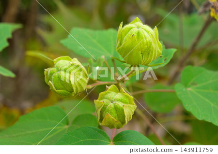 芙蓉花 芙蓉花 143911759