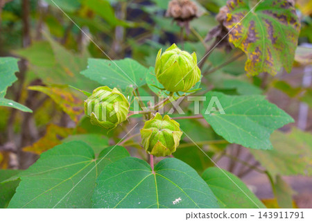 芙蓉花 芙蓉花 143911791