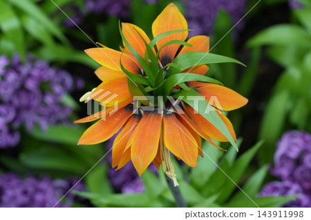 Crown Imperial Flower Close Up Orange Spring Blossom 143911998