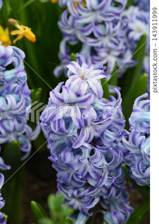 Striking Hyacinth Flowers in Full Bloom Close Up View 143911999