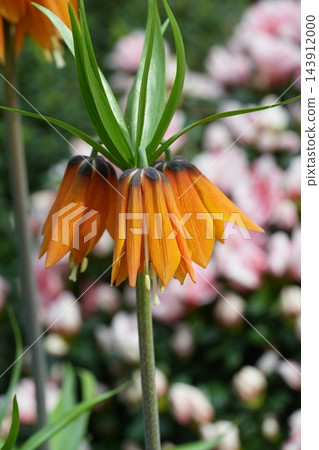 Crown Imperial Fritillaria Flower Close Up Crown Imperial Fritillaria Flower Close Up 143912000