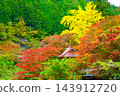 Autumn foliage around Inofuchi Observatory in Oihei Park 143912720