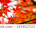 Autumn leaves of Japanese maple 143912721