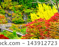 Autumn leaves and the suspension bridge at Oihei Park 143912723
