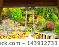 Autumn leaves and the suspension bridge at Oihei Park 143912733