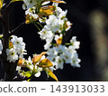 A fruit tree pear of the Rosaceae family that blooms white flowers in spring 143913033