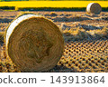 The rice fields after the rice harvest in Korea. Round hay bale in the fields 143913864