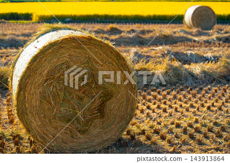 The rice fields after the rice harvest in Korea. Round hay bale in the fields 143913864