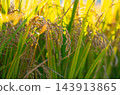 Rice. A large area of rice seedlings growing in the fields of Korea. 143913865
