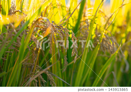 Rice. A large area of rice seedlings growing in the fields of Korea. Rice. A large area of rice seedlings growing in the fields of Korea. 143913865