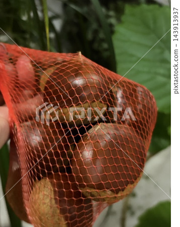 秋天是香甜大栗子的季節。 秋天是香甜大栗子的季節。 143913937