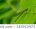 Early summer forest ~ Dragonflies in the greenery ~ 143913973