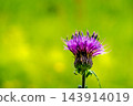 The light of early summer and the thistle flowers 143914019
