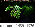 Close up of green Selaginella fern leaf growing in tropical rainforest 143914576