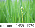 Close up fresh green Rice panicle ear plant with morning dew drops with greenery blurry background. Copy space 143914579
