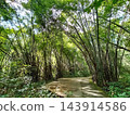 Landscape of concrete path stretches into the bamboo forest in natural sunlight in Thailand 143914586