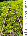 Early summer local line 143914663