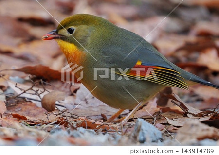 一隻紅色的蝴蝶降落在地上 一隻紅色的蝴蝶降落在地上 143914789