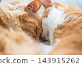 Two cats sleeping by the window 143915262