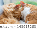 Two cats sleeping by the window 143915263