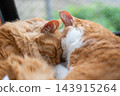 Two cats sleeping by the window 143915264