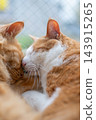 Two cats sleeping by the window 143915265