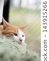 A cat relaxing by the window Brown tiger white 143915266