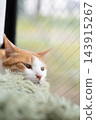 A cat relaxing by the window Brown tiger white 143915267
