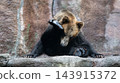 A brown bear sitting in a unique pose 143915372