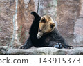 A brown bear sitting in a unique pose 143915373