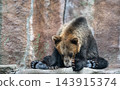 A brown bear sitting in a unique pose 143915374