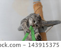 Cute cat playing with a toy, brown tabby cat 143915375
