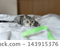 Cute cat playing with a toy, brown tabby cat 143915376