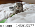 Cute cat playing with a toy, brown tabby cat 143915377
