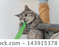Cute cat playing with a toy, brown tabby cat 143915378