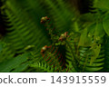 In the early summer forest - the green of the shade - 143915559